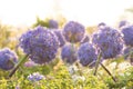 Allium giganteum flower heads giant onion Allium, The flowers bloom in the early summer morning, Field full of pink alliums,