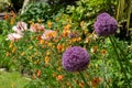 Allium giganteum flowers covered in bees, giant onion Allium. They bloom in the early summer and make an architectural statement. Royalty Free Stock Photo