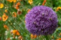 Allium giganteum flowers, also called giant onion Allium. They bloom in the early summer and make an architectural statement. Royalty Free Stock Photo