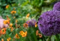 Allium giganteum flowers, also called giant onion Allium. They bloom in the early summer and make an architectural statement. Royalty Free Stock Photo