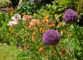 Allium giganteum flowers covered in bees, giant onion Allium. They bloom in the early summer and make an architectural statement. Royalty Free Stock Photo