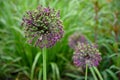 Allium giganteum garlic circular flower of ornamental garden purple violet blooming fading away Royalty Free Stock Photo