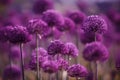 Allium Giganteum, decorative onion with round large purple flower heads Royalty Free Stock Photo