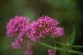 Allium giganteum pink flower