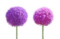 Allium Gladiator Flower set