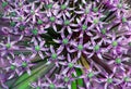 Allium gladiator