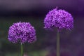 Allium globemaster. Allium Ambassador. Ornamental onion..