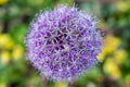 Allium Globemaster close up Royalty Free Stock Photo