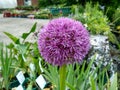 Allium `Globemaster` Royalty Free Stock Photo