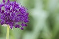 Allium - Globemaster Royalty Free Stock Photo