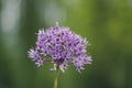 Allium hollandicum flowering springtime plant, group of purple persian ornamental onion flowers in bloom Royalty Free Stock Photo