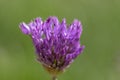 Allium hollandicum flowering springtime plant, group of purple persian ornamental onion flowers in bloom Royalty Free Stock Photo