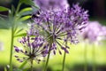 Allium hollandicum, group of purple persian ornamental onion flowers in bloom Royalty Free Stock Photo