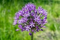 Allium hollandicum, group of purple persian ornamental onion flowers in bloom Royalty Free Stock Photo