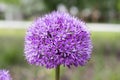 Allium hollandicum, group of purple persian ornamental onion flowers in bloom Royalty Free Stock Photo