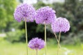 Allium hollandicum, group of purple persian ornamental onion flowers in bloom Royalty Free Stock Photo