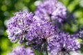 Allium hollandicum, group of purple persian ornamental onion flowers in bloom Royalty Free Stock Photo