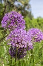 Allium hollandicum, group of purple persian ornamental onion flowers in bloom Royalty Free Stock Photo