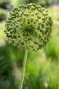 Allium hollandicum, one faded persian ornamental onion flower in the garden