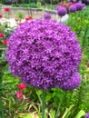 Allium hollandicum, Persian onion or Dutch garlic Royalty Free Stock Photo