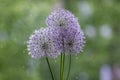 Allium hollandicum persian onion dutch garlic purple flowering plant, ornamental flowers in bloom Royalty Free Stock Photo