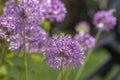 Allium hollandicum persian onion dutch garlic purple sensation flowering plant, ornamental flowers in bloom Royalty Free Stock Photo