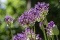 Allium hollandicum persian onion dutch garlic purple sensation flowering plant, ornamental flowers in bloom Royalty Free Stock Photo