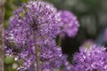 Allium hollandicum persian onion dutch garlic purple sensation flowering plant, ornamental flowers in bloom Royalty Free Stock Photo