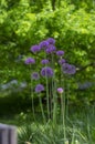 Allium hollandicum persian onion dutch garlic purple sensation flowering plant, ornamental flowers in bloom Royalty Free Stock Photo