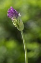 Allium hollandicum persian onion dutch garlic purple sensation flowering plant, ornamental flowers in bloom Royalty Free Stock Photo