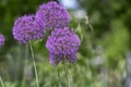 Allium hollandicum persian onion dutch garlic purple sensation flowering plant, ornamental flowers in bloom Royalty Free Stock Photo