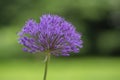 Allium hollandicum persian onion dutch garlic purple sensation flowering plant, ornamental flowers in bloom Royalty Free Stock Photo