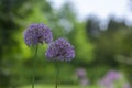 Allium hollandicum persian onion dutch garlic purple sensation flowering plant, ornamental flowers in bloom Royalty Free Stock Photo