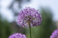 Allium hollandicum persian onion dutch garlic purple sensation flowering plant, ornamental flowers in bloom Royalty Free Stock Photo