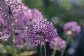 Allium hollandicum persian onion dutch garlic purple sensation flowering plant, ornamental flowers in bloom Royalty Free Stock Photo