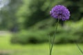 Allium hollandicum persian onion dutch garlic purple sensation flowering plant, ornamental flowers in bloom Royalty Free Stock Photo