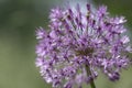 Allium hollandicum persian onion dutch garlic purple sensation flowering plant, ornamental flowers in bloom Royalty Free Stock Photo