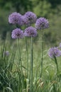 Allium hollandicum persian onion dutch garlic purple sensation flowering plant, ornamental flowers in bloom Royalty Free Stock Photo