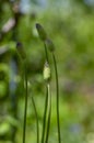 Allium hollandicum persian onion dutch garlic purple sensation flowering plant, ornamental flowers in bloom Royalty Free Stock Photo