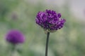 Allium hollandicum persian onion dutch garlic purple sensation flowering plant, ornamental flowers in bloom Royalty Free Stock Photo