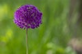 Allium hollandicum persian onion dutch garlic purple sensation flowering plant, ornamental flowers in bloom Royalty Free Stock Photo