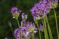 Allium hollandicum persian onion dutch garlic purple sensation flowering plant, ornamental flowers in bloom Royalty Free Stock Photo