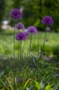 Allium hollandicum persian onion dutch garlic purple sensation flowering plant, ornamental flowers in bloom Royalty Free Stock Photo