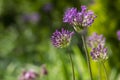 Allium hollandicum persian onion dutch garlic purple sensation flowering plant, ornamental flowers in bloom Royalty Free Stock Photo