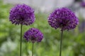 Allium hollandicum persian onion dutch garlic purple sensation flowering plant, ornamental flowers in bloom Royalty Free Stock Photo