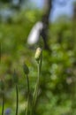 Allium hollandicum persian onion dutch garlic purple sensation flowering plant, ornamental flowers in bloom Royalty Free Stock Photo