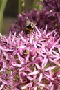 Allium hollandicum with bee Royalty Free Stock Photo