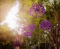 Allium hollandicum `Purple Sensation` Royalty Free Stock Photo