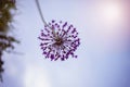 Allium hollandicum `Purple Sensation` Royalty Free Stock Photo