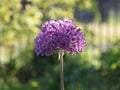 Allium hollandicum `Purple Sensation` Royalty Free Stock Photo